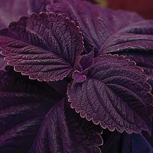Coleus Giant Exhibition Palisandra Seeds, Deep Purple-Black Foliage for Dramatic Garden Contrast