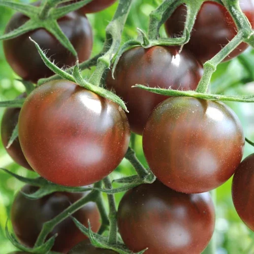 Chocolate Cherry Tomato Seeds – Sweet & Juicy Heirloom Variety