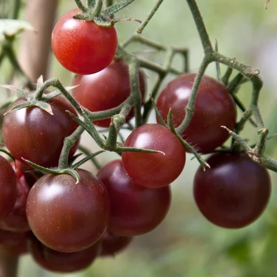 Chocolate Cherry Tomato Seeds – Sweet & Juicy Heirloom Variety