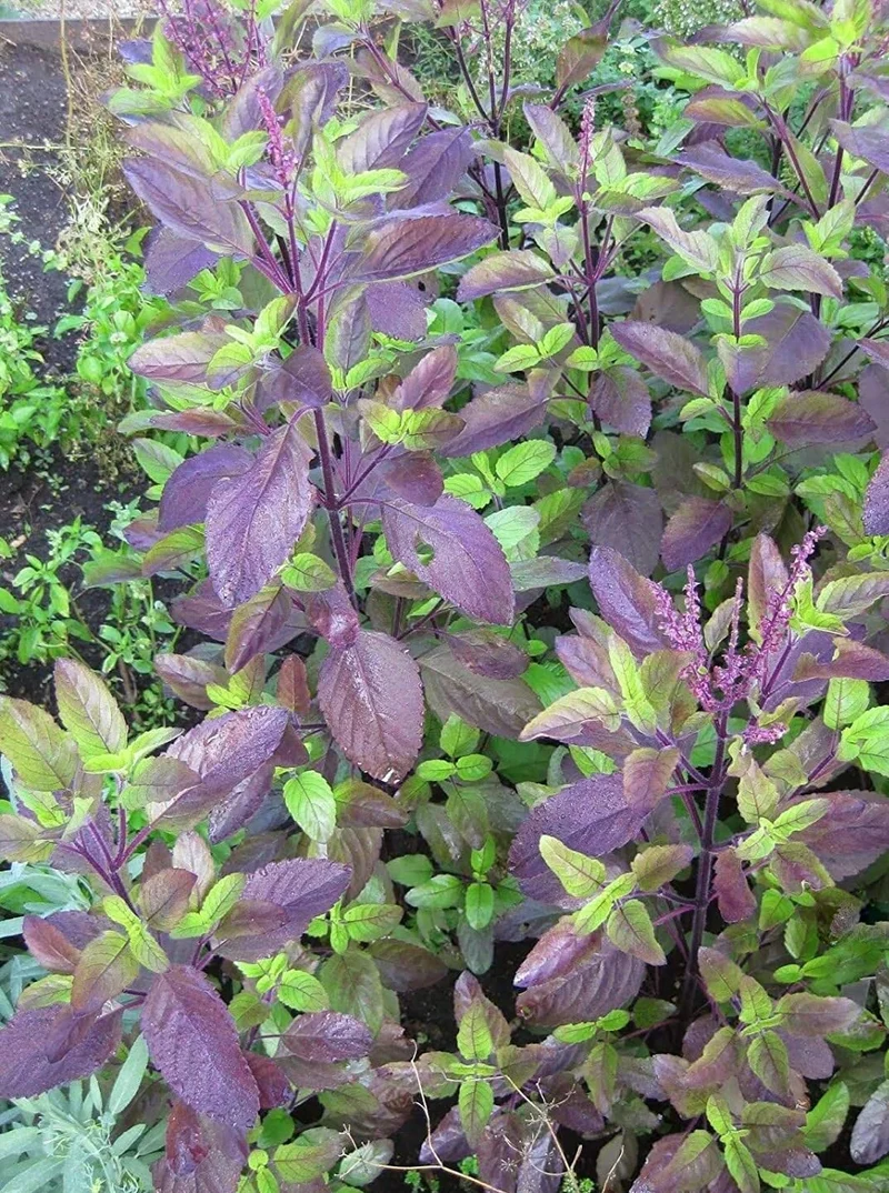 Krishna Tulsi Seeds – Holy Basil Seeds for Planting | Organic Herb