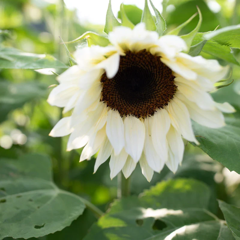 White Sunflower Seeds – Rare Elegant Blooms for Garden Planting