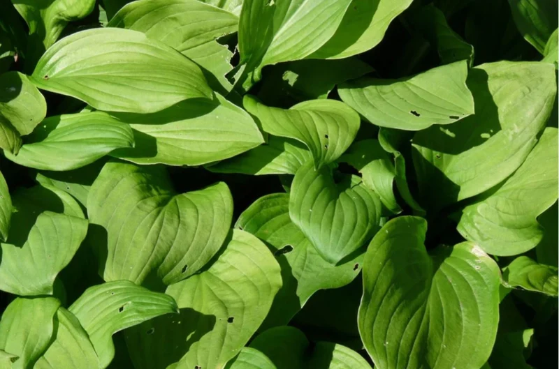 Beeteinfassung Hostas (1m2)