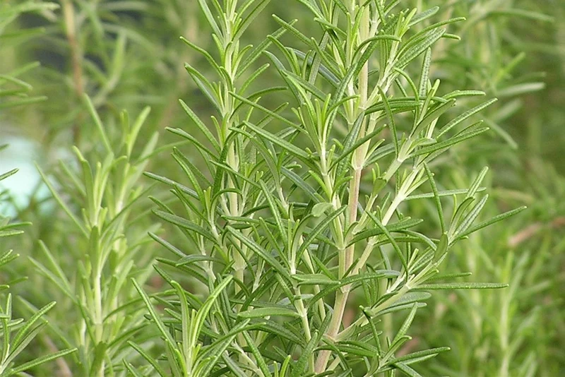 Rosmarin (Rosmarinus officinalis 'Compact')