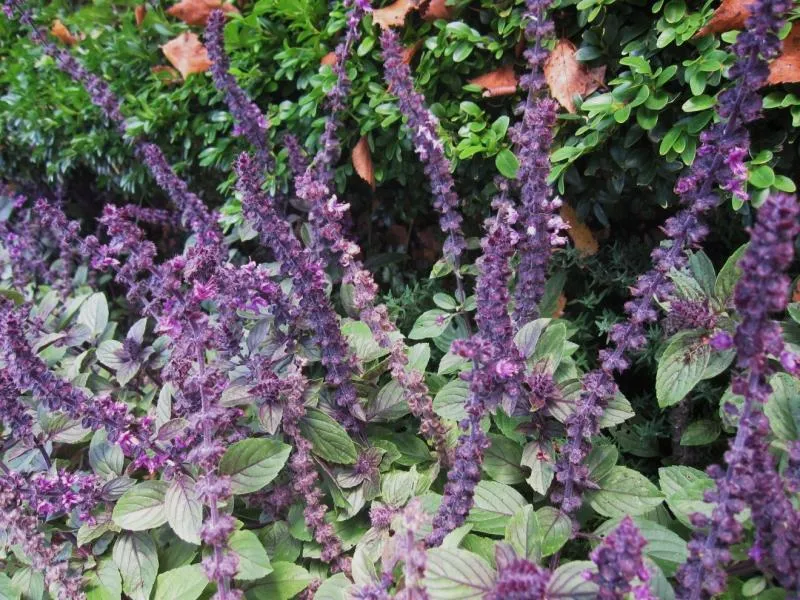 Basilikum (Ocimum basilicum „Magic Mountain“)