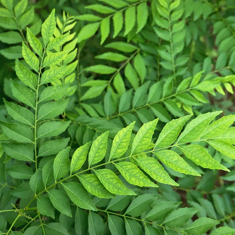 Krishna Curry Leaf Seeds – Premium Quality, Fast-Growing, Aromatic Herb for Cooking & Gardening