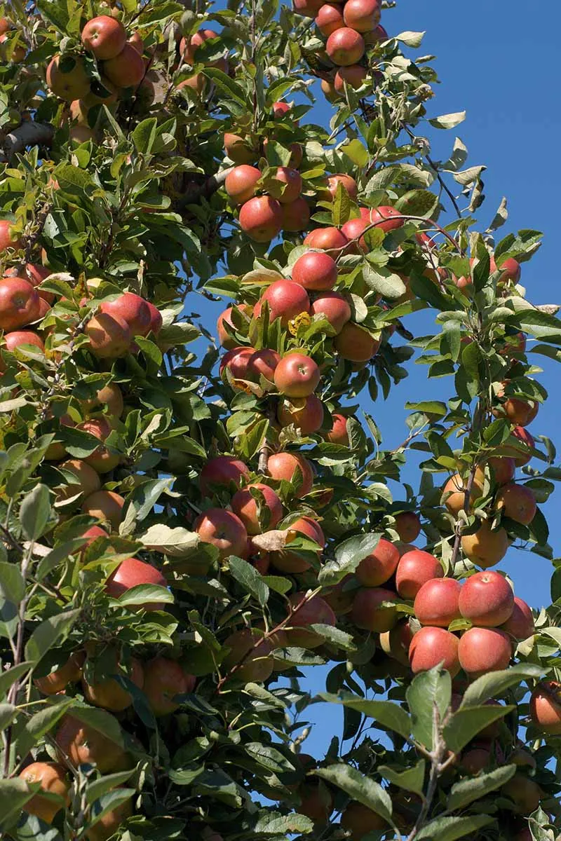 Braeburn Apple Seeds for Planting – Sweet & Tart Crisp Apple Trees