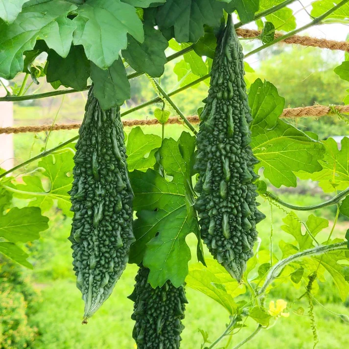 Pusa Do Mausami Bitter Gourd Seeds – High-Yield, Heirloom Variety for Home & Commercial Growing