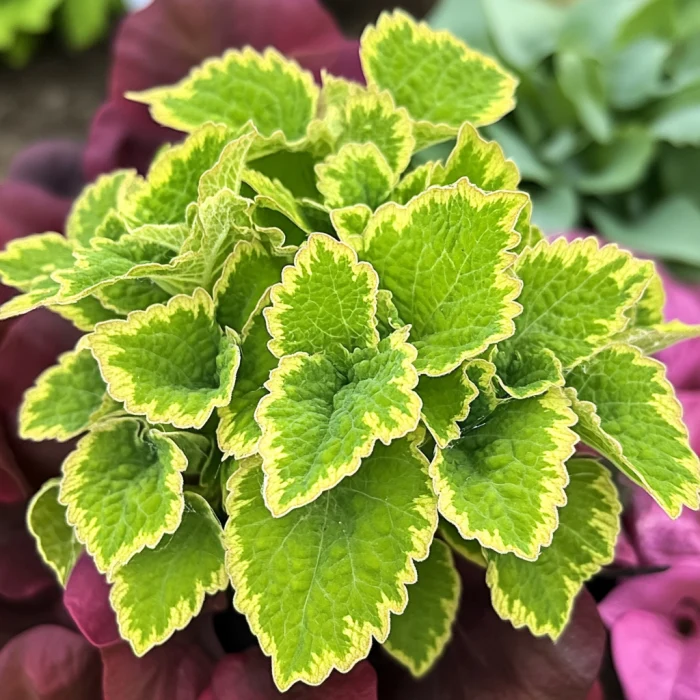 Coleus Wasabi Seeds – Vibrant Green Foliage for Garden Planting