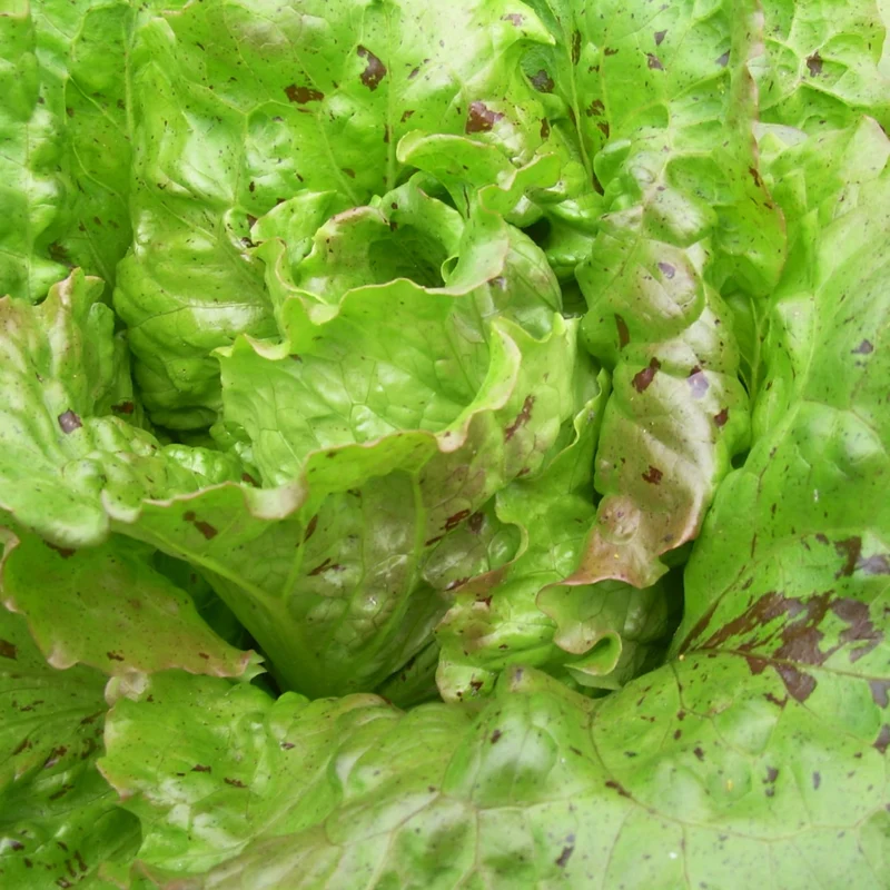 Bio-Winterkopfsalat 'De Trémont'