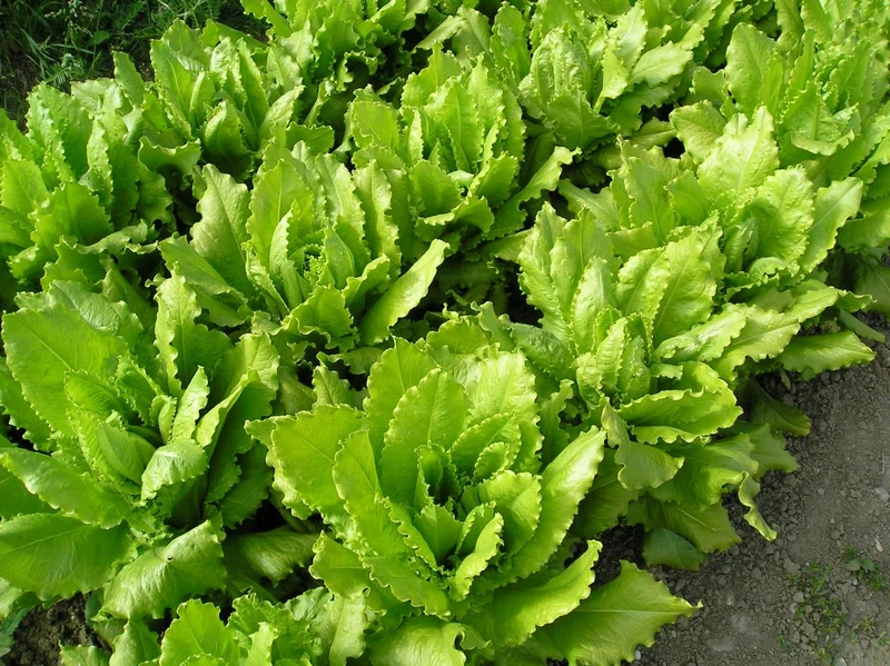 Bio-Pflücksalat 'Venezianer'