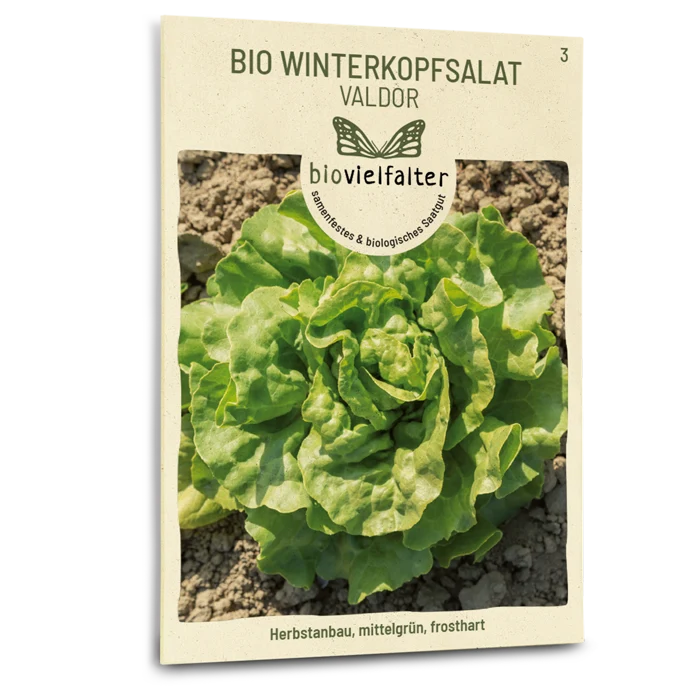 Bio-Winterkopfsalat 'Valdor'