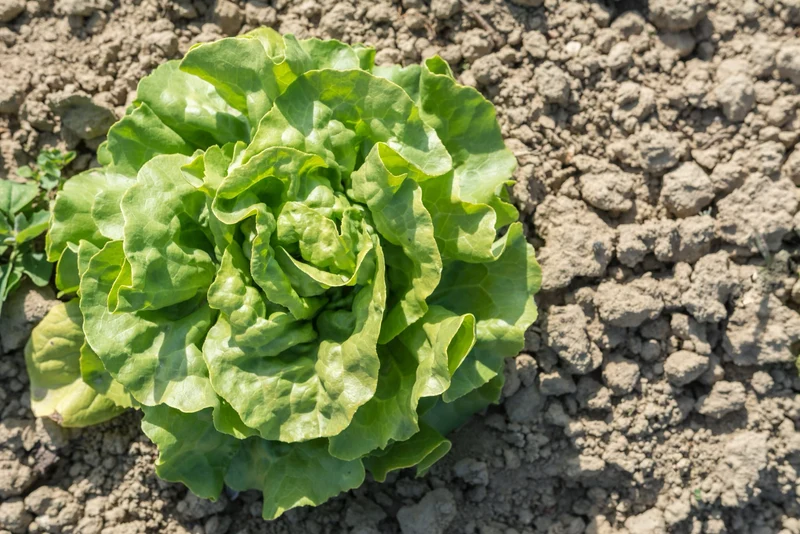 Bio-Winterkopfsalat 'Valdor'