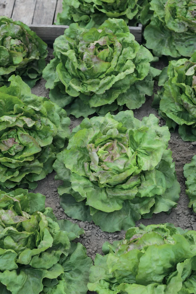 Bio-Salat 'Grüner aus Maria Lankowitz'