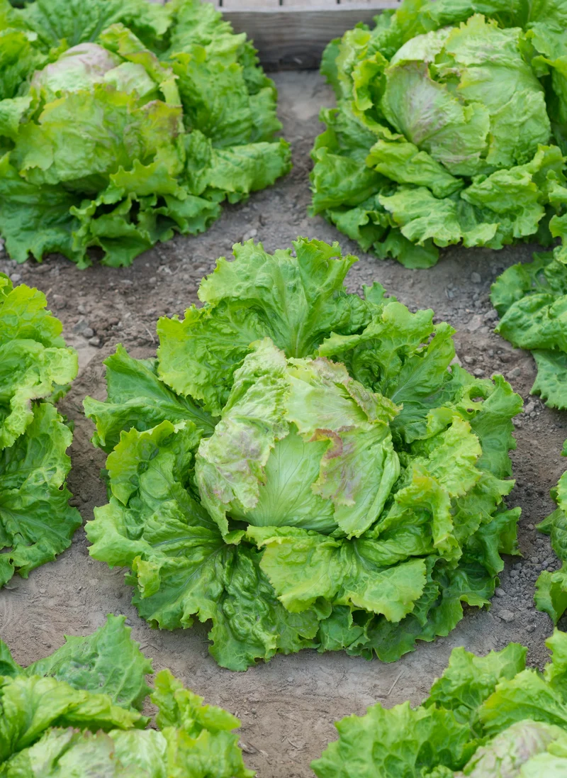 Bio-Eissalat 'Grazer Krauthäuptel 2'