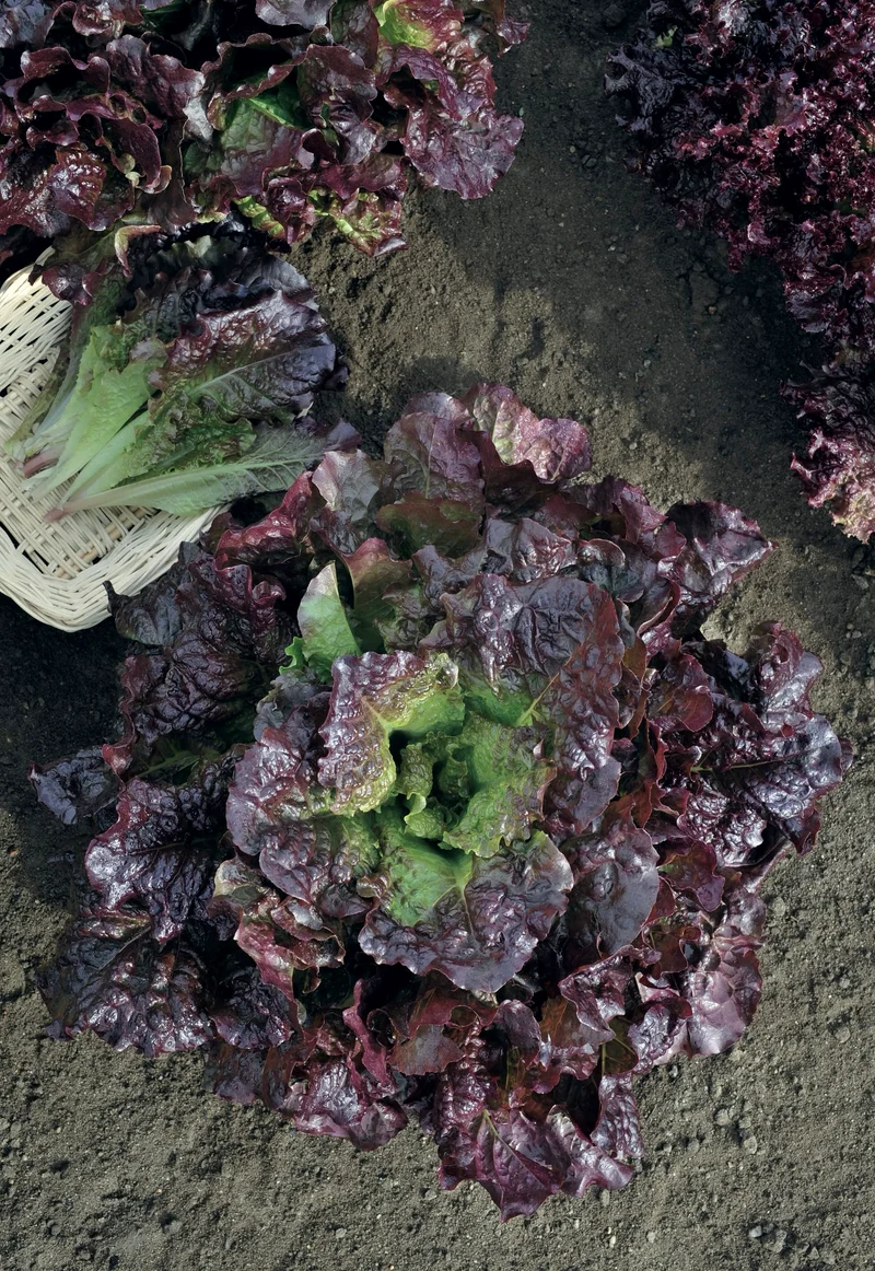 Bio-Kopfsalat 'Roter Butterhäuptl'
