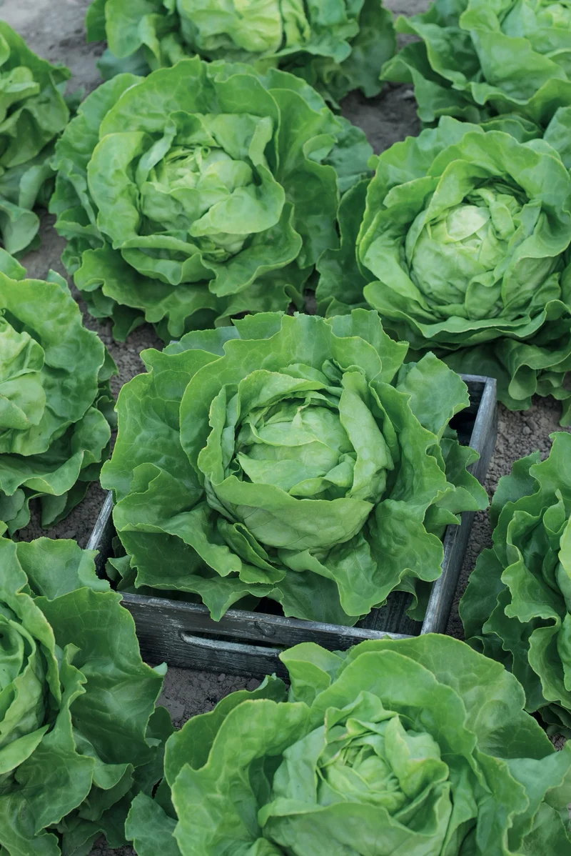 Bio-Kopfsalat 'Ovation'
