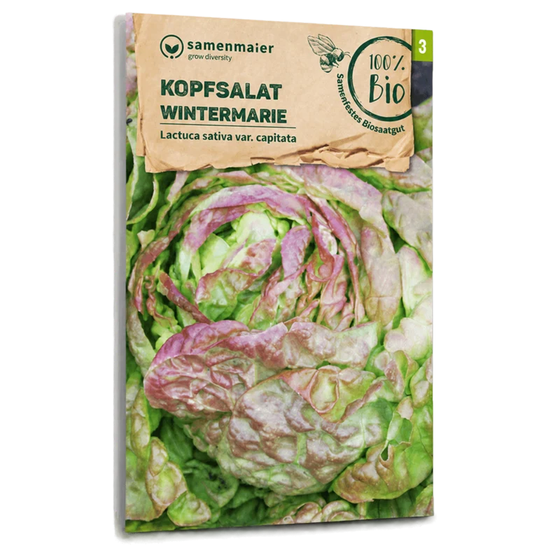 Bio-Kopfsalat 'Wintermarie'