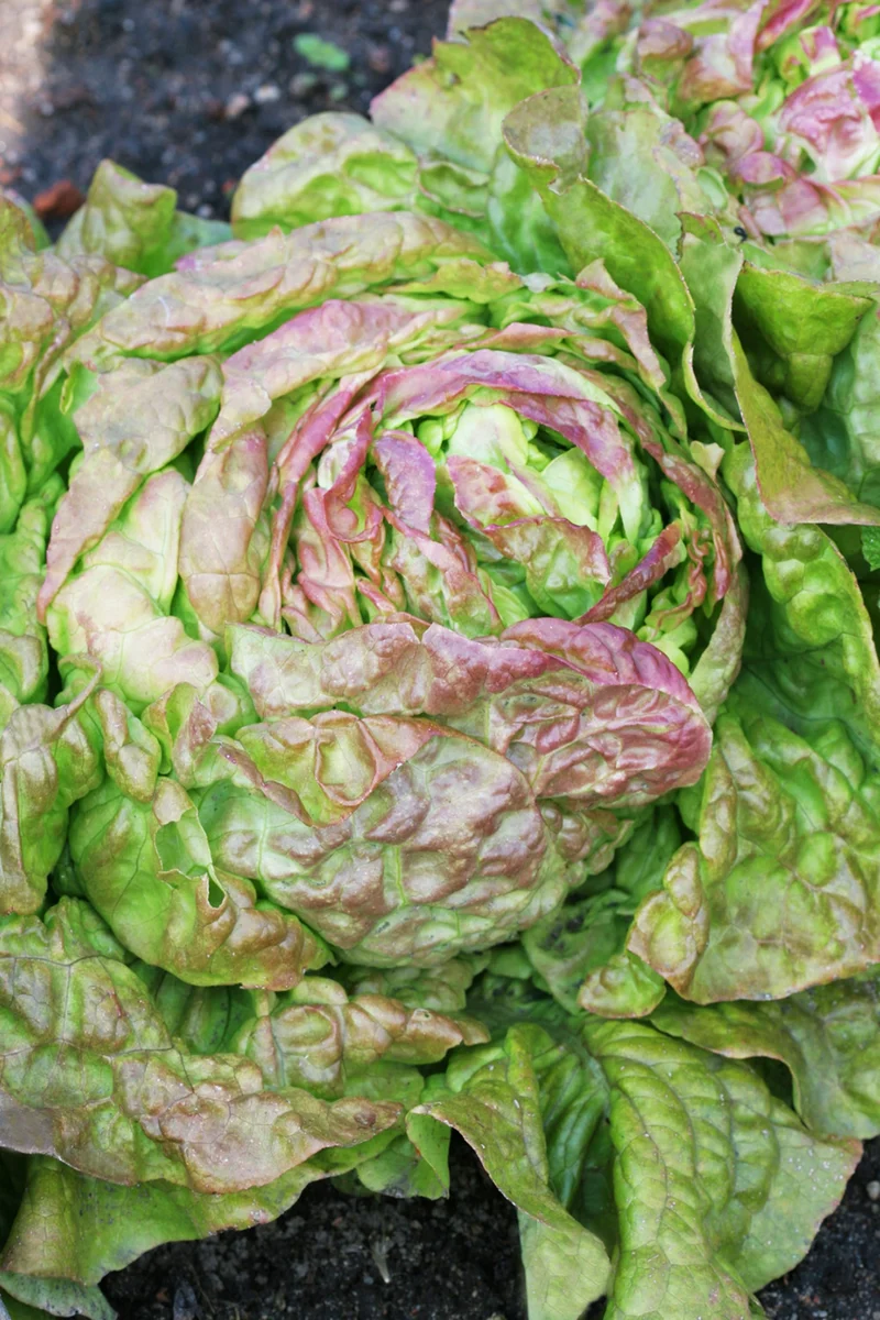 Bio-Kopfsalat 'Wintermarie'