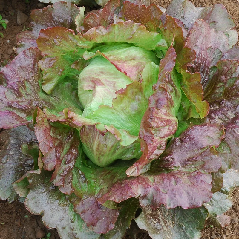 Bio-Eissalat 'Diavoletta'