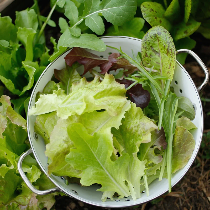 Bio-Französische Salatmischung 'Mesclun'