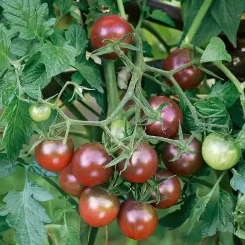 Black Cherry Tomato Seeds, Sweet & Juicy Heirloom Variety