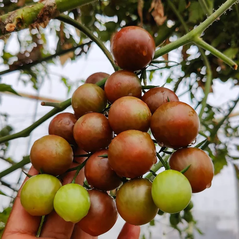 Black Cherry Tomato Seeds, Sweet & Juicy Heirloom Variety