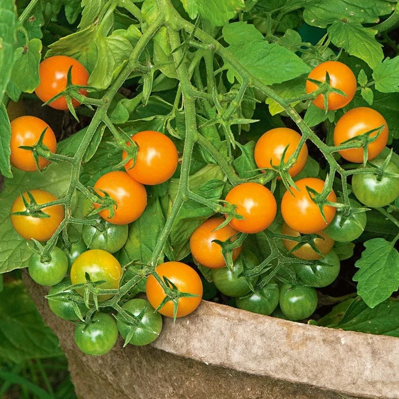 Sungold Tomato Seeds – Sweet & Juicy Golden Cherry Tomatoes