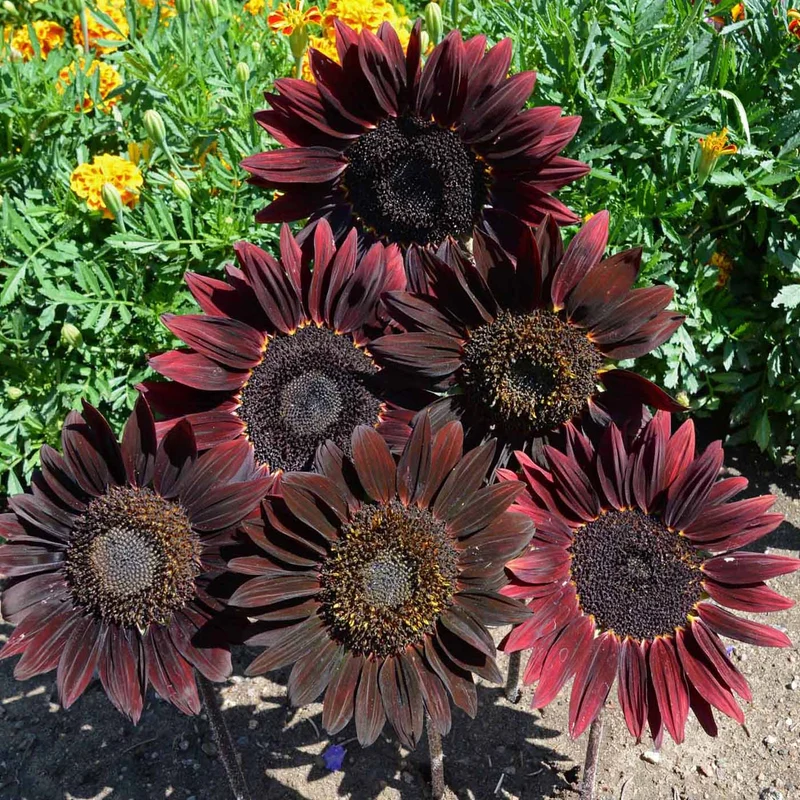 Chocolate Brown Sunflower Seeds – Deep, Velvety Blooms for Unique Gardens