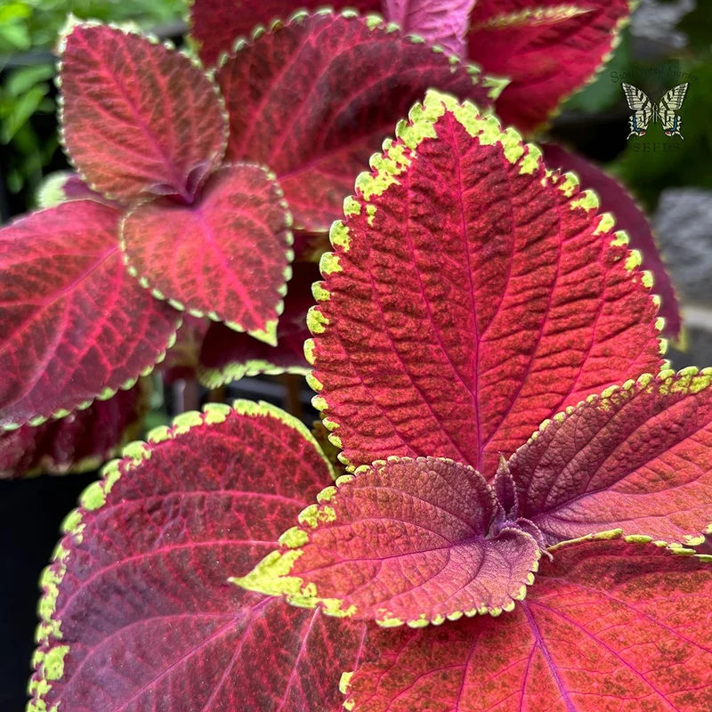 Coleus Superfine Rainbow Volcano Seeds, Fiery Red & Orange Foliage for Bold Garden Displays