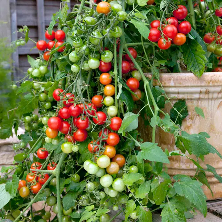 Semi-Determinate Tomato Seeds, High-Yield & Flavorful, Perfect for Gardens & Containers