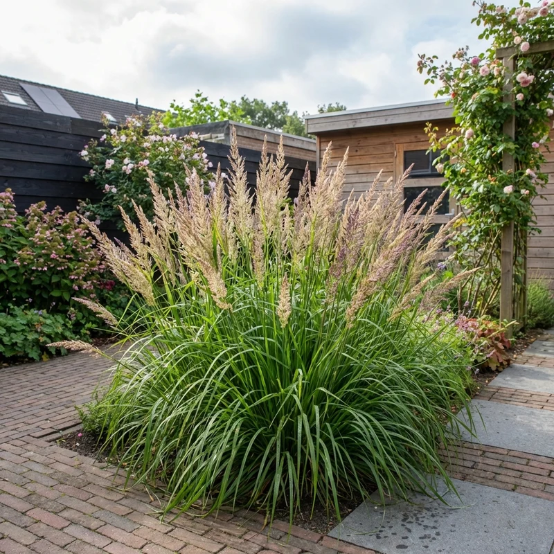Straußenrohr (Calamagrostis brachytricha)