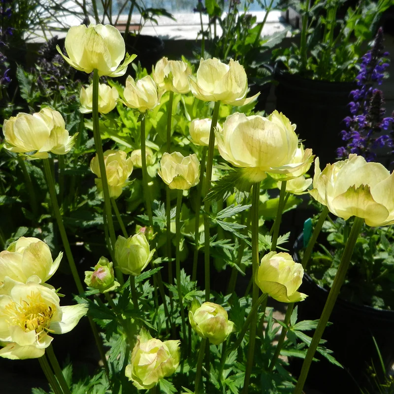 Kugelblume (Trollius 'New Moon')