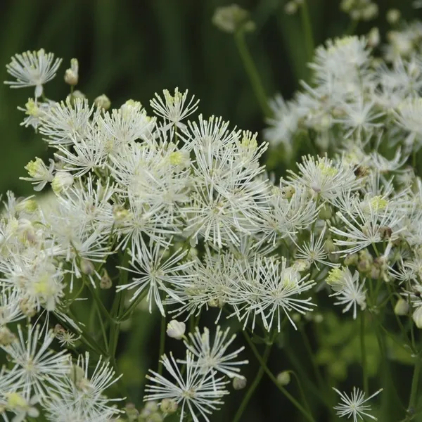 Raute (Thalictrum 'Nimbus Alba')