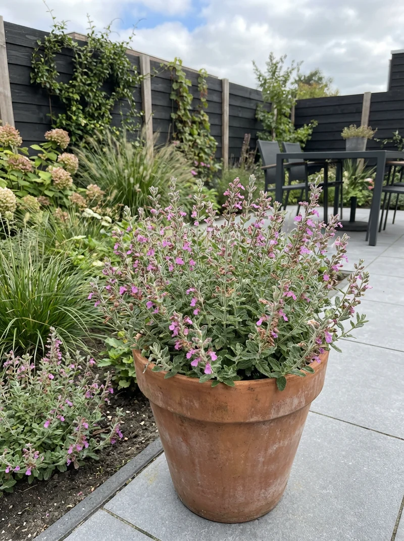 Gamander (Teucrium x. lucidrys)