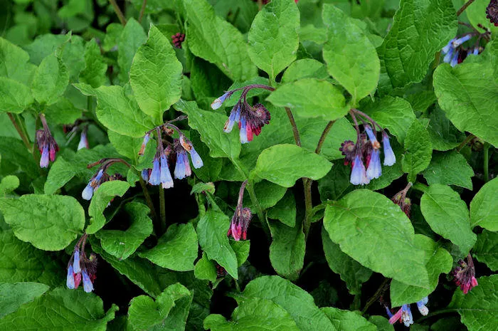Beinwell (Symphytum grandiflorum 'Hitcote')