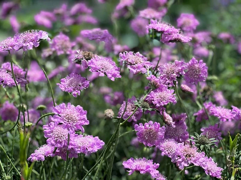 Fetthenne (Scabiosa columbaria 'Pink Mist')