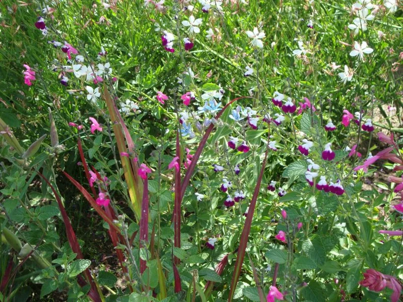Salbei (Salvia microphylla 'Amethyst Lips')