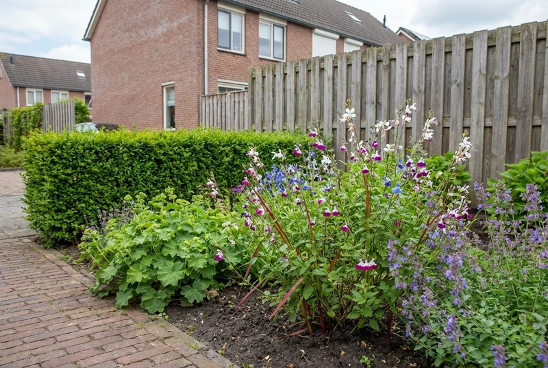 Salbei (Salvia microphylla 'Amethyst Lips')