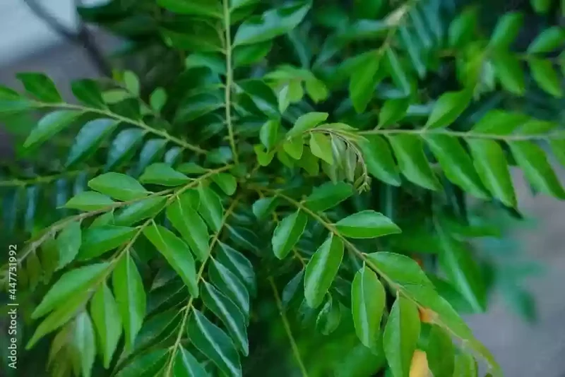 Giant Curry Leaf Seeds for Planting | Premium Organic Murraya Koenigii | Fast-Growing Herb for Home Garden & Cooking