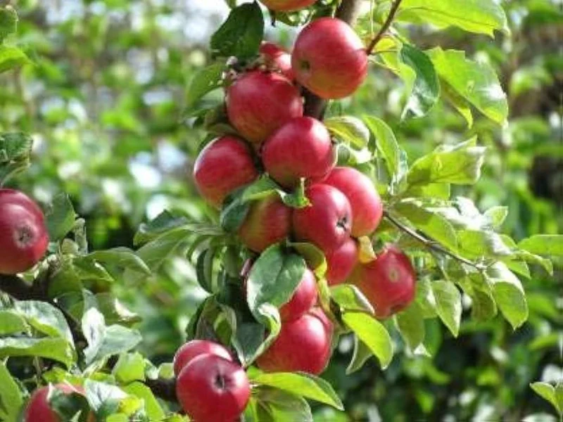 Gala Apple Seeds for Planting – Sweet & Crisp Fruit Tree Seeds