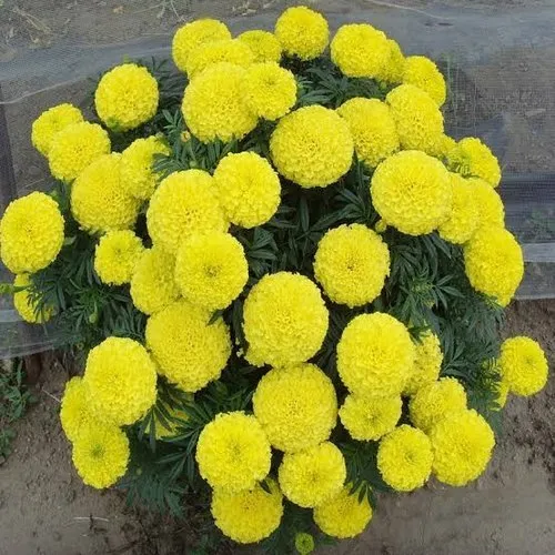 Lemon Yellow Marigold Seeds – Bright Garden Blooms