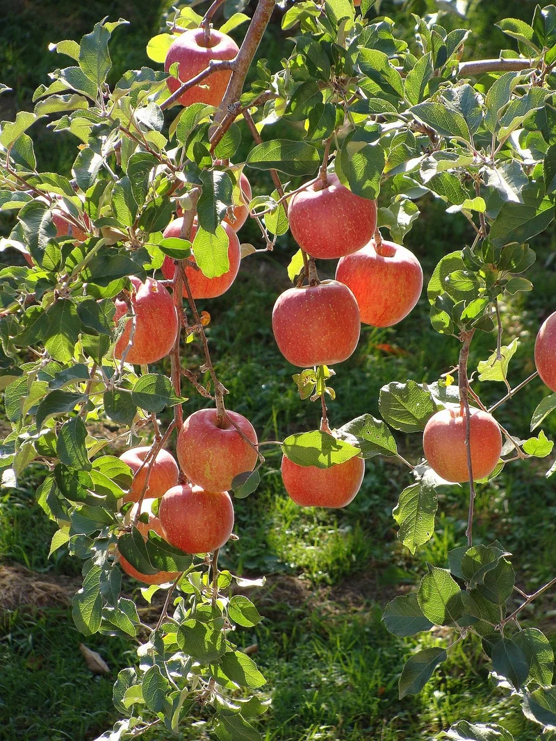 Fuji Apple Seeds for Planting – Grow Sweet & Juicy Apple Trees