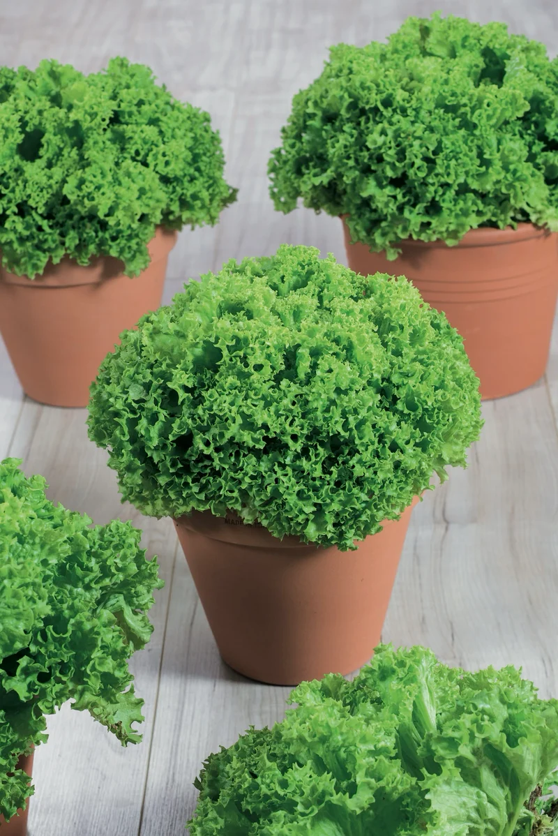 Bio-Pflücksalat 'Lollo Bionda'