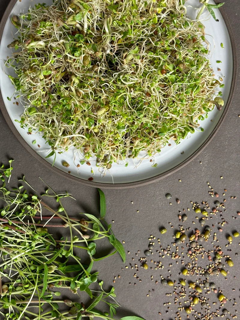 Bio-Sprossen Mix Wellness
