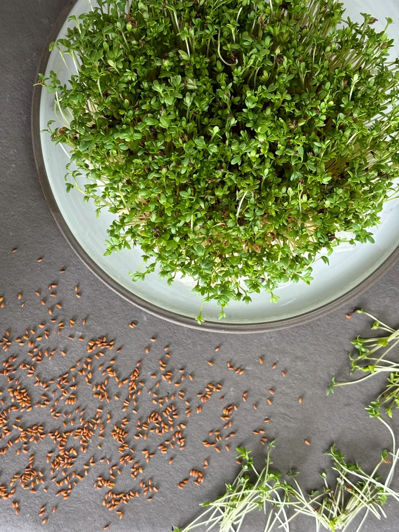 Bio-Kresse Sprossen