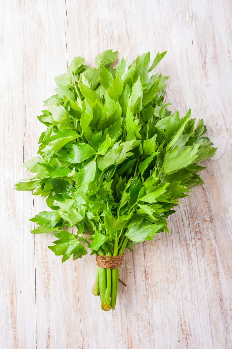 Bio-Liebstöckel (Maggikraut)