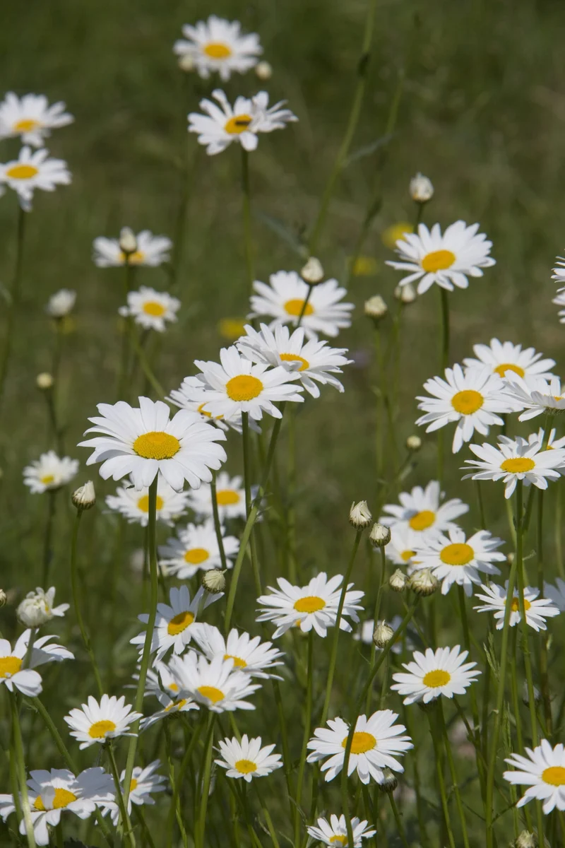 Bio-Kleine Margerite Wildblume