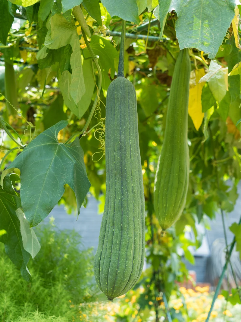 Bio-Schwammgurke (Luffa)