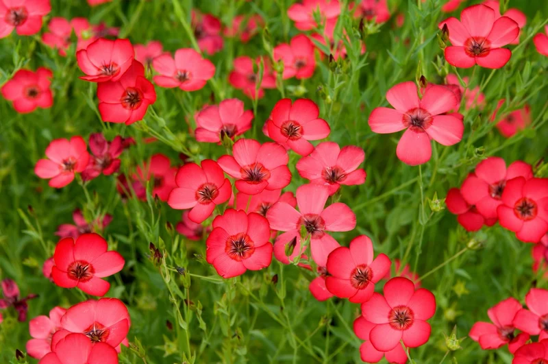 Bio-Roter Lein