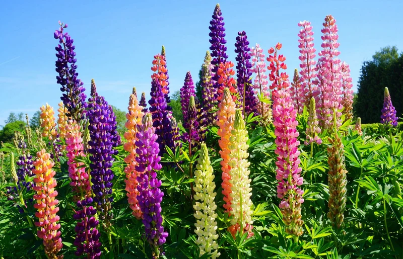 Bio-Lupine Mischung